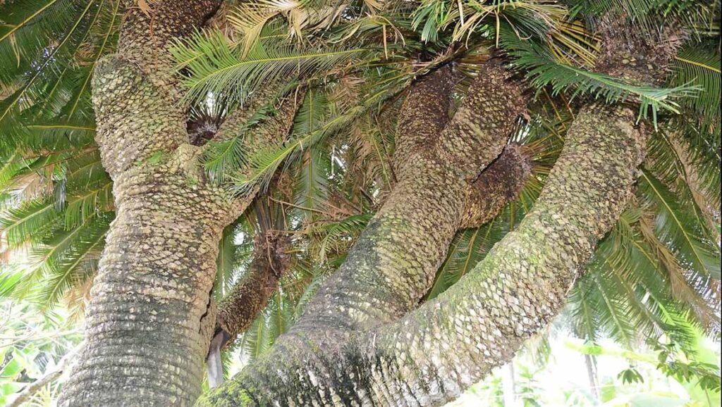 Hòa Thượng Thiên Tuế Ở Trung Thiên Trúc 1 NHAN QUA 545FDVV